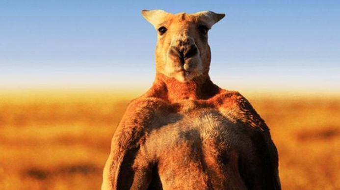 Essence of Kangaroo được chiết xuất từ bó cơ của những con Kangaroo đực khỏe mạnh