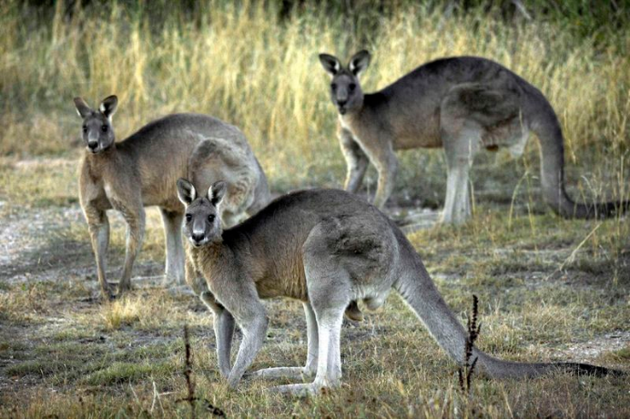 kanggaroo careline chiết xuất từ cơ của kangaroo đực